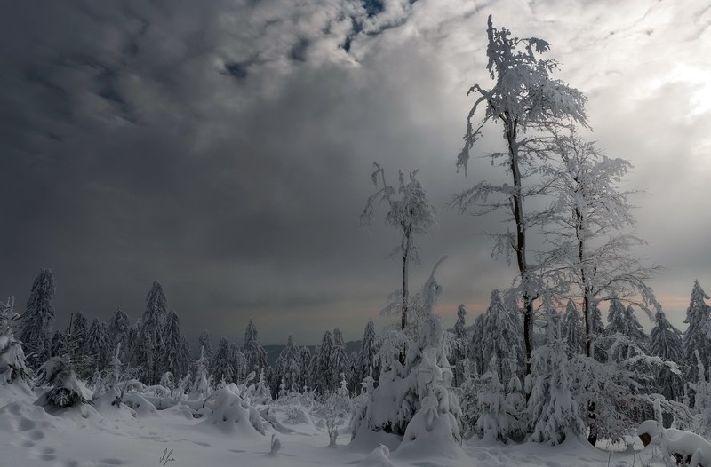 winter, trees, snow, nature