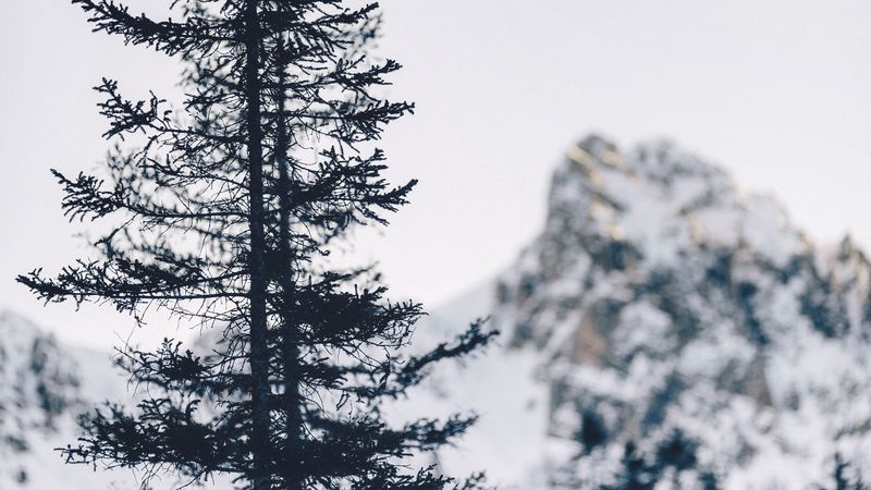 tree, mountain, winter, 4k