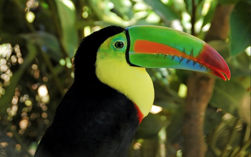 birds
