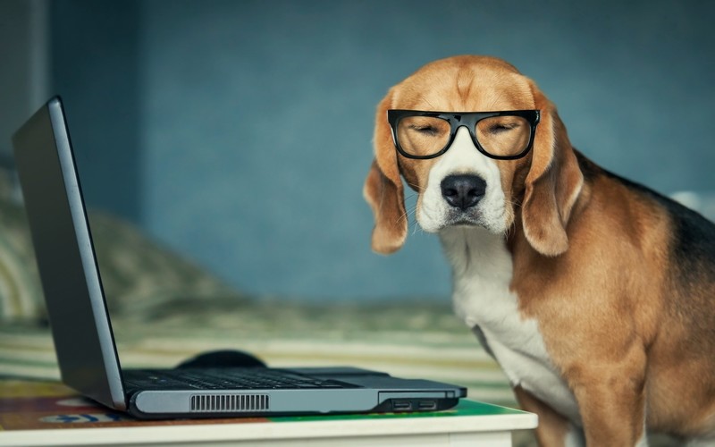 dog, animals, beagle