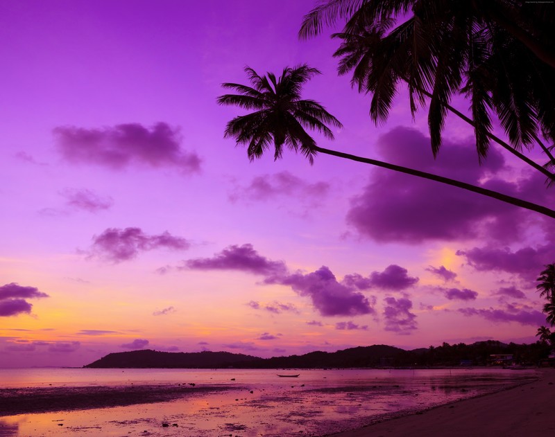 trees, palm, nature, purple, hd