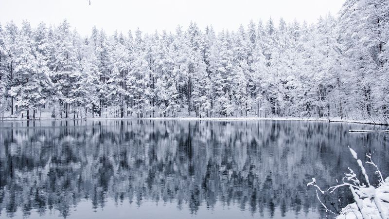 winter, forest, lake, snow, reflection, 4k