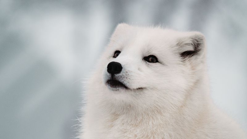 arctic fox, fox, white, muzzle, 4k