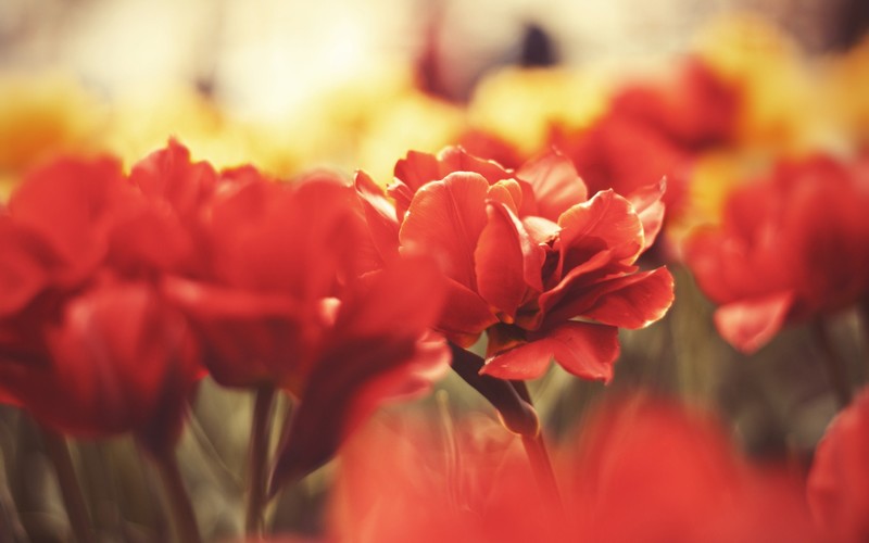 red, leaf, flowers, macro, photography