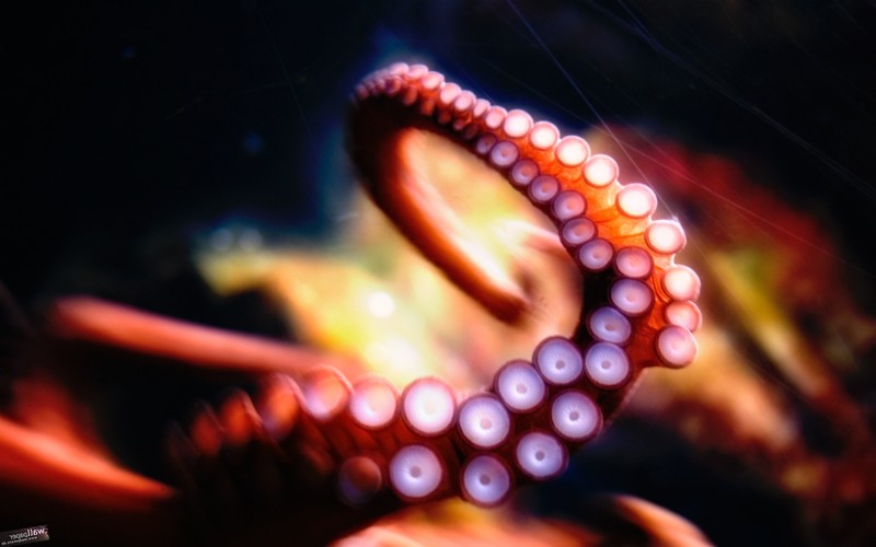 octopus, creative