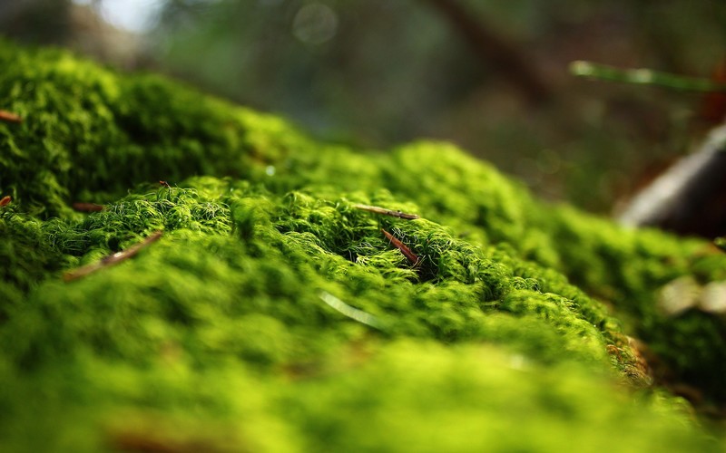 nature, forest