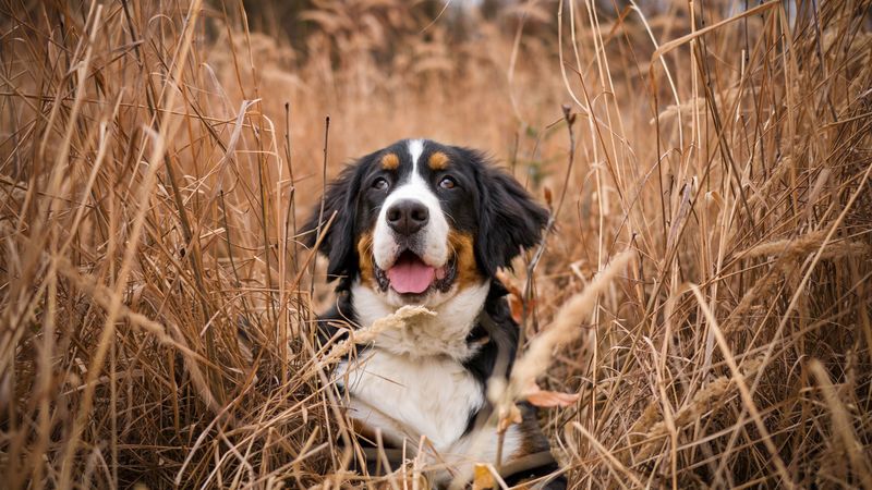 bernese mountain dog, dog, grass, spotted, 4k