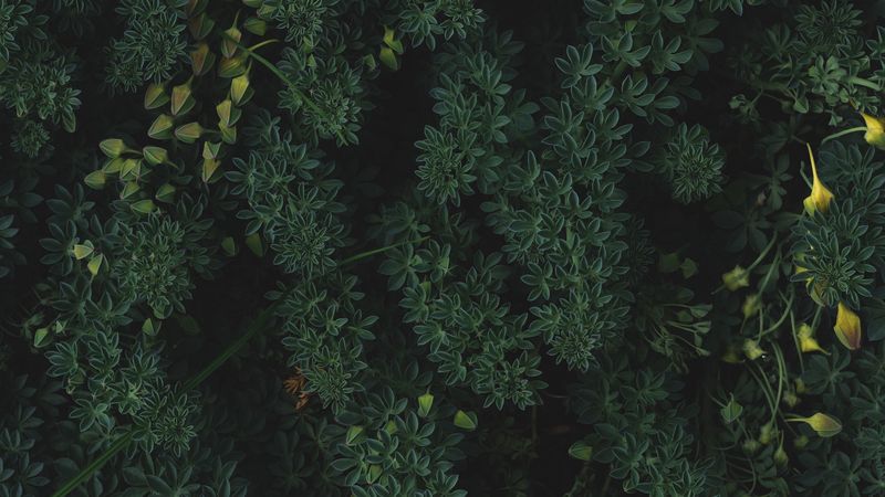 plants, leaves, green, vegetation, 4k