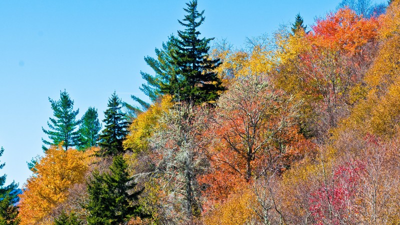 colorful, trees, nature