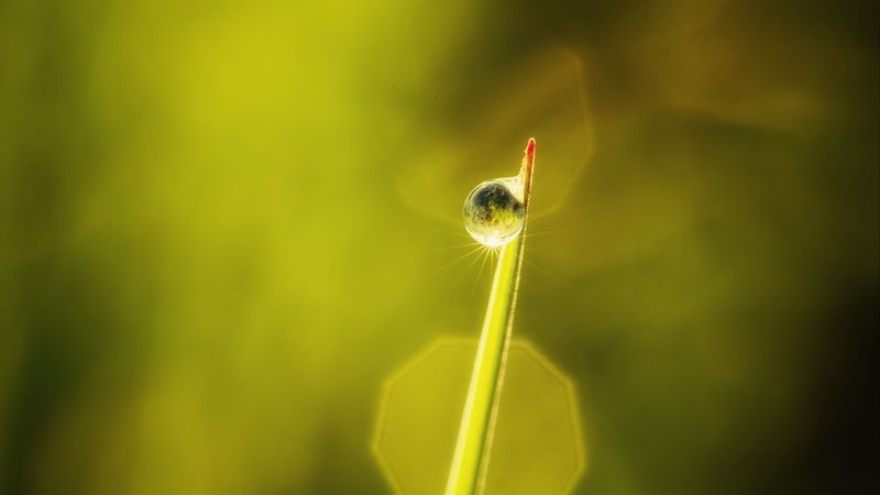 drop, leaves, macro, dew, 4k