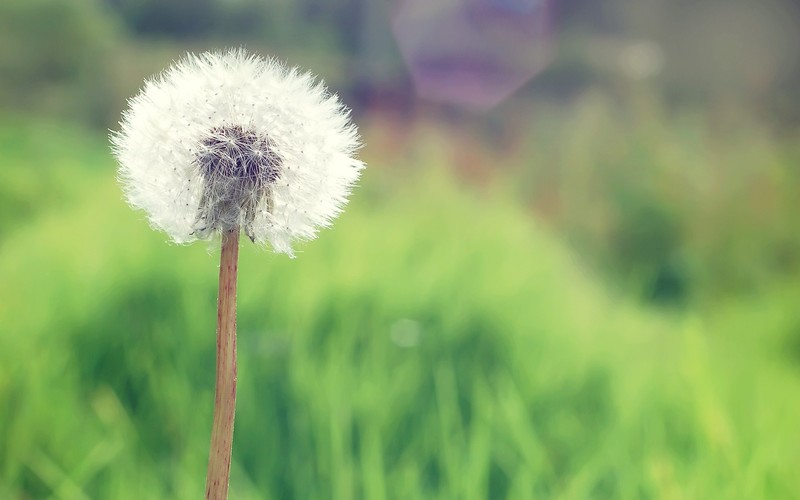 flowers, hd
