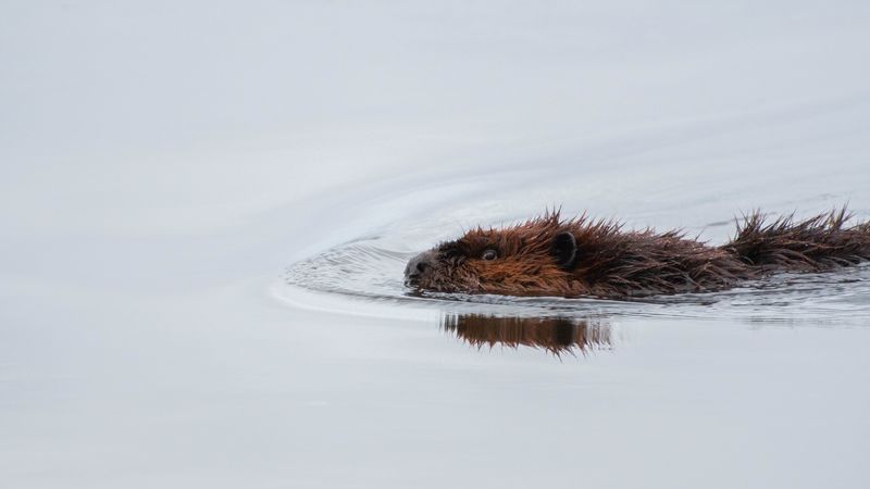 beaver, water, swimming, wildlife, 4k