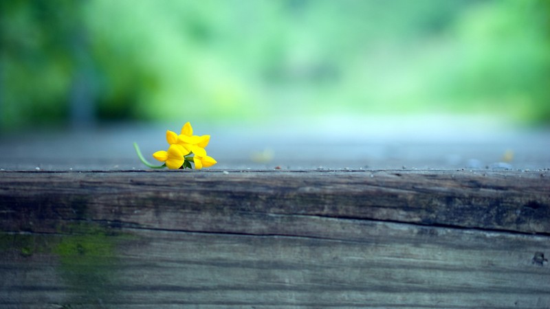 macro, yellow, flowers, blur, photography
