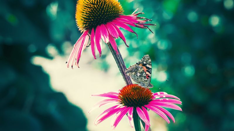 butterfly, flowers, petals, macro, 4k