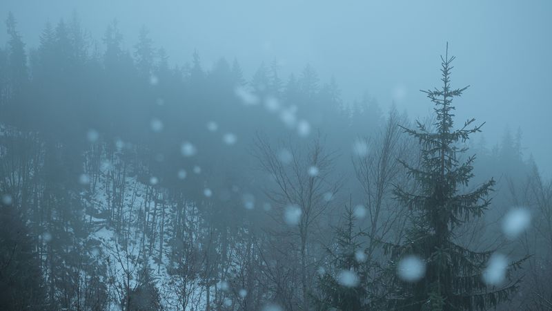 forest, trees, fog, glare, bokeh, 4k