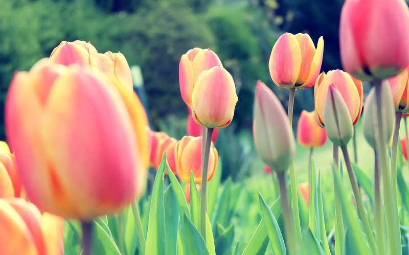 tulip, flowers, nature, hd