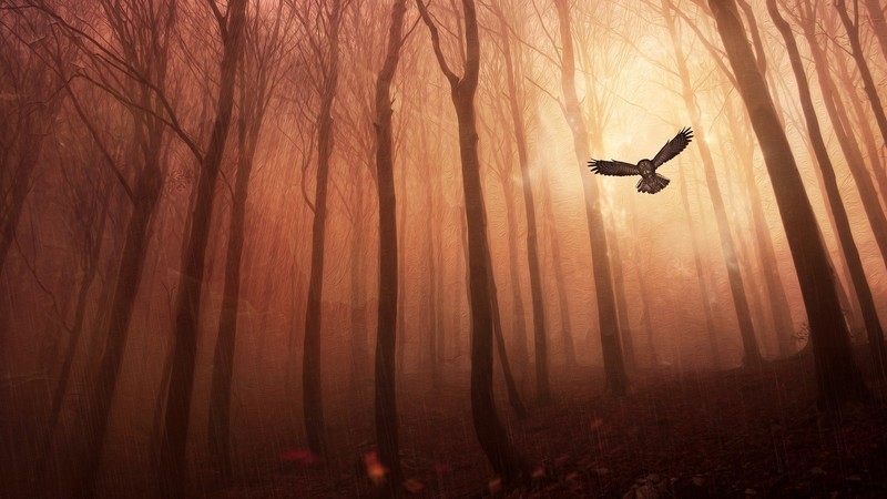 owl, forest, birds, hd