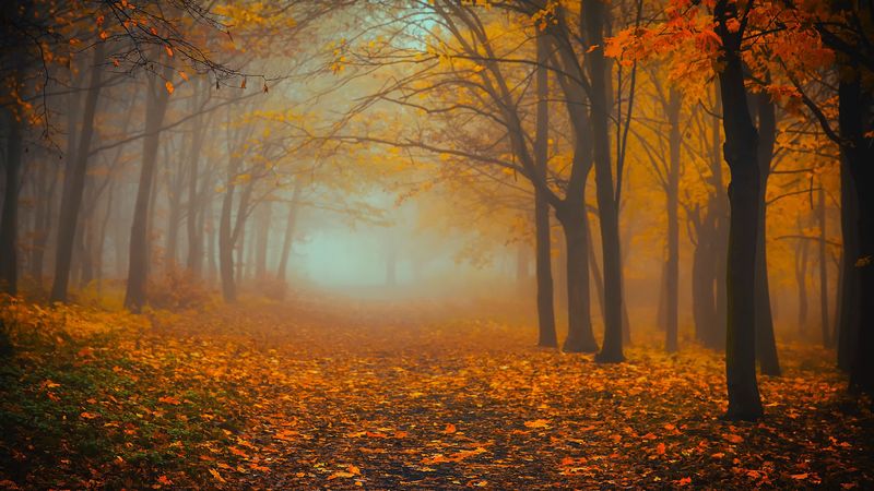 forest, fog, autumn, foliage, 4k