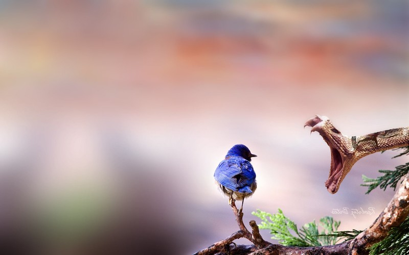 birds, animals, hd