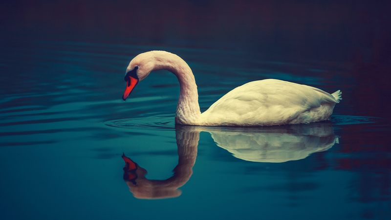 swan, bird, water, swim, beak, 4k