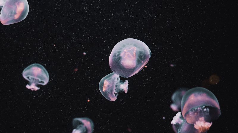 jellyfish, underwater world, dark, aesthetics, 4k