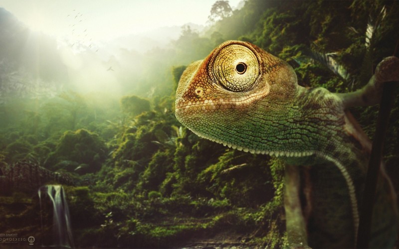 chamelon, animals, hd