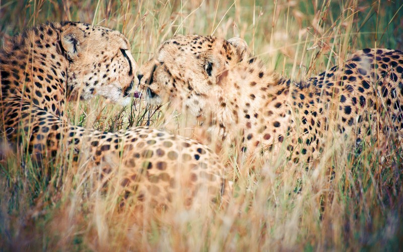 kiss, wild, animals, couple, love, hd