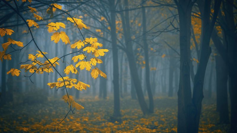 leaves, autumn, fog, trees, 4k