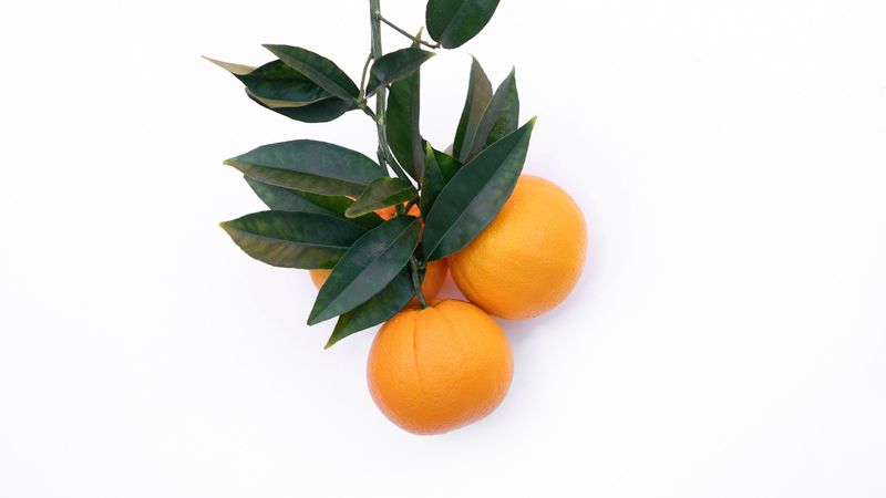 tangerines, citrus, minimalism, branch, 4k