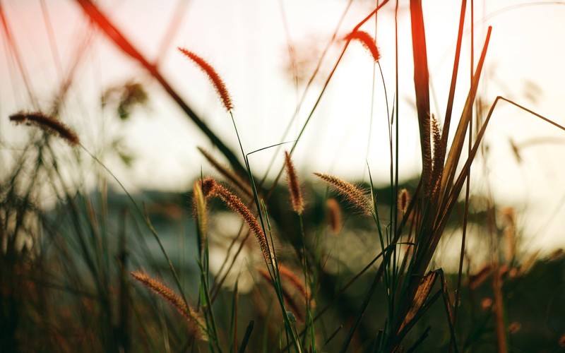 nature, fields, hd