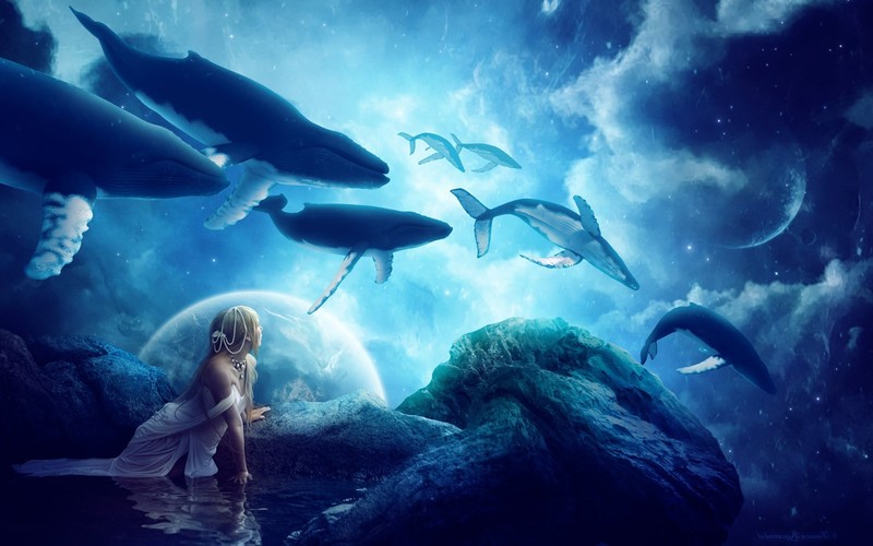 whales, dream, digital universe