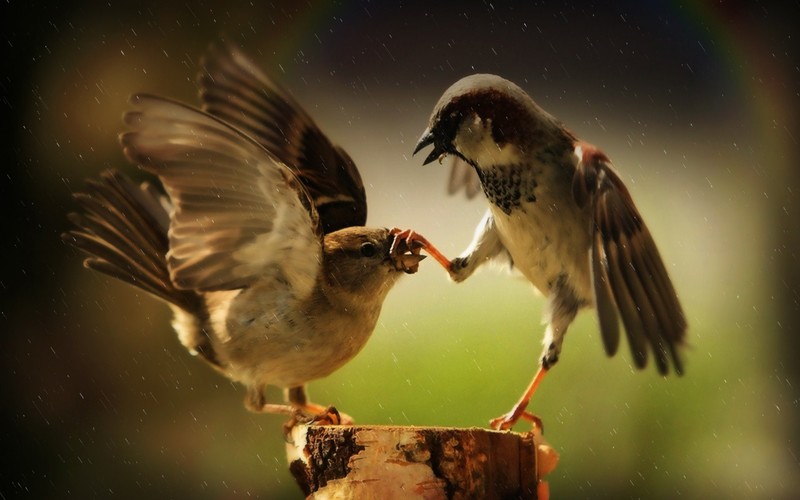 birds, hd