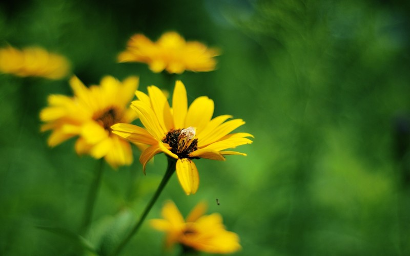 yellow, flowers