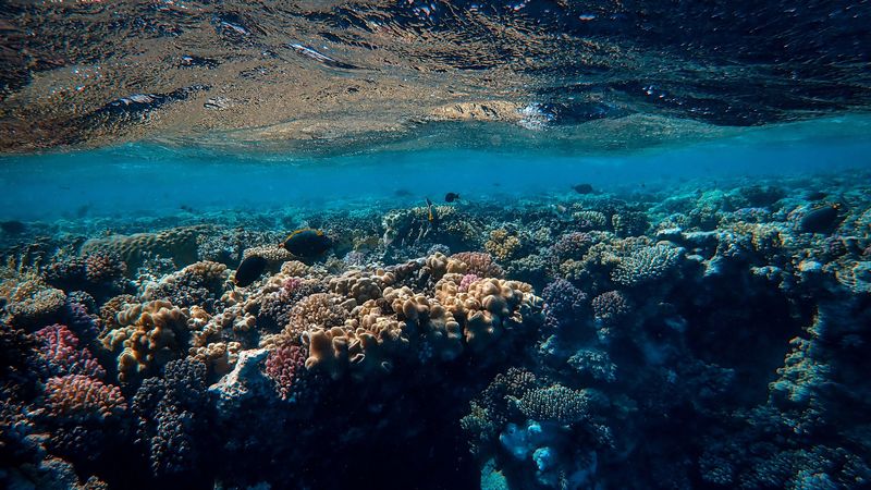 underwater world, ocean, corals, algae, 4k