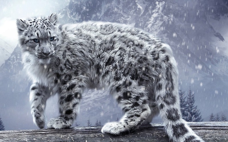 leopard, animals, white, hd, snow