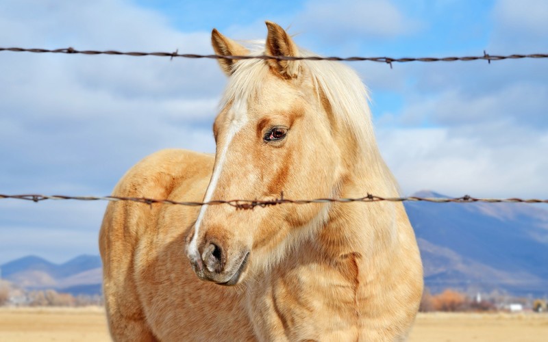 animals, horse, golden, hd