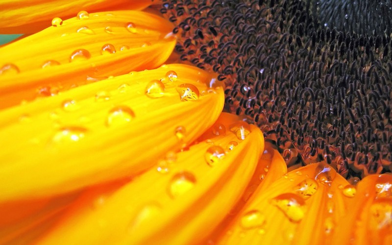 sunflower, flowers, macro