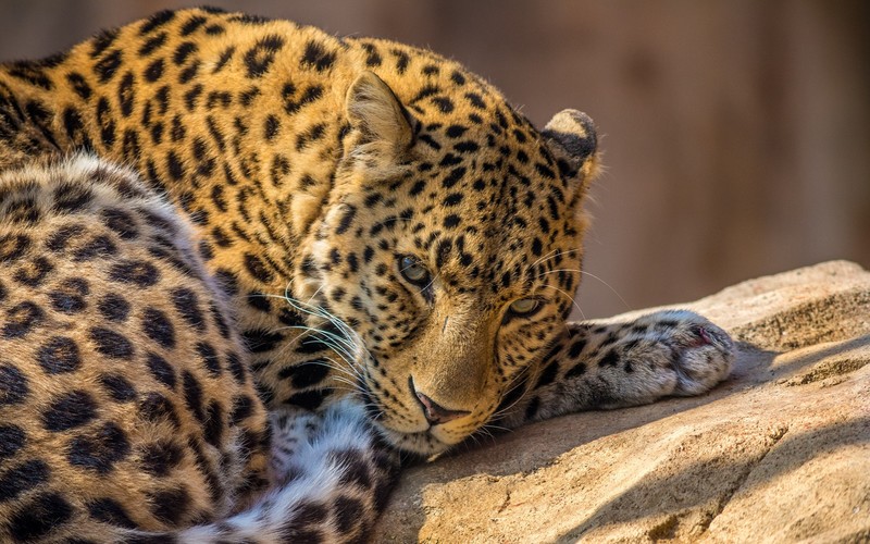 leopard, animals, zoo