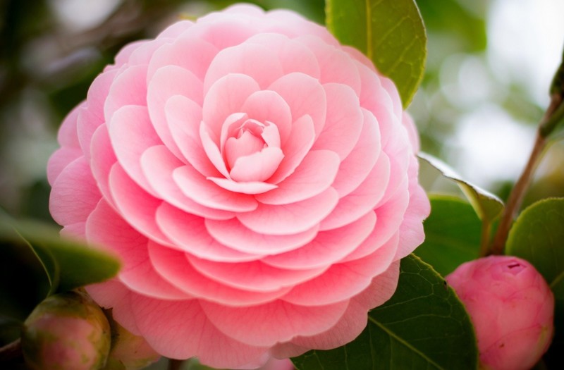 pink, flowers
