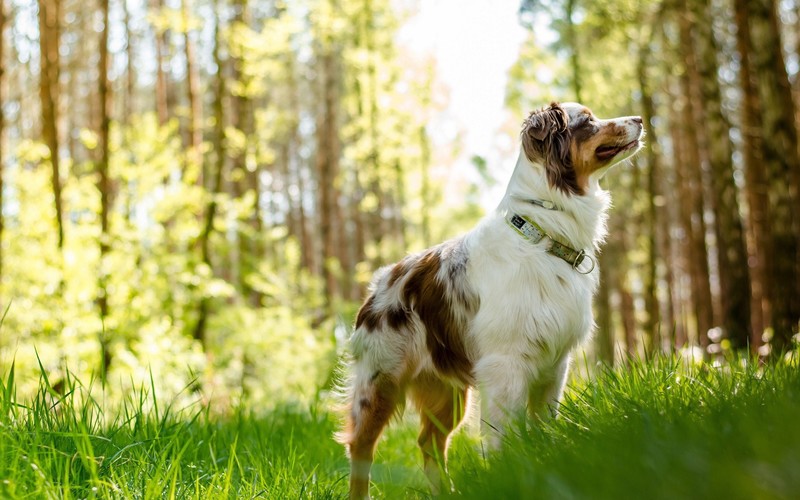 australian shepherd, animals, dog