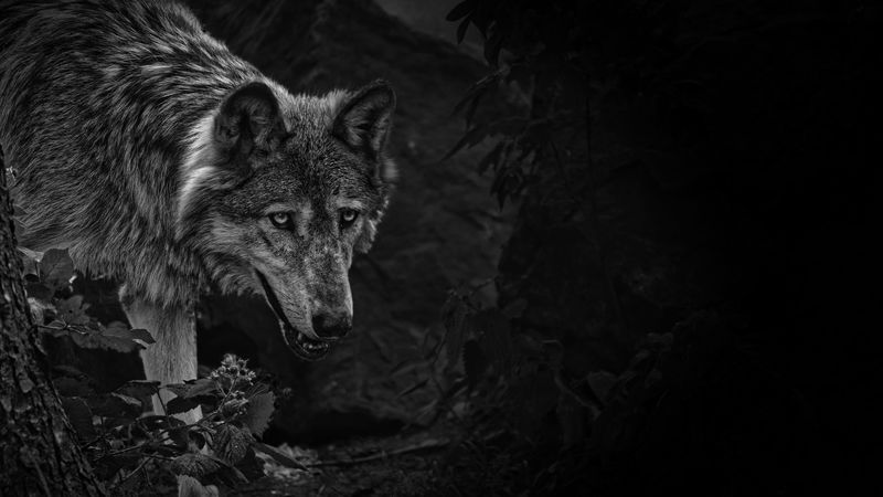 wolf, predator, bw, beast, wildlife, 4k