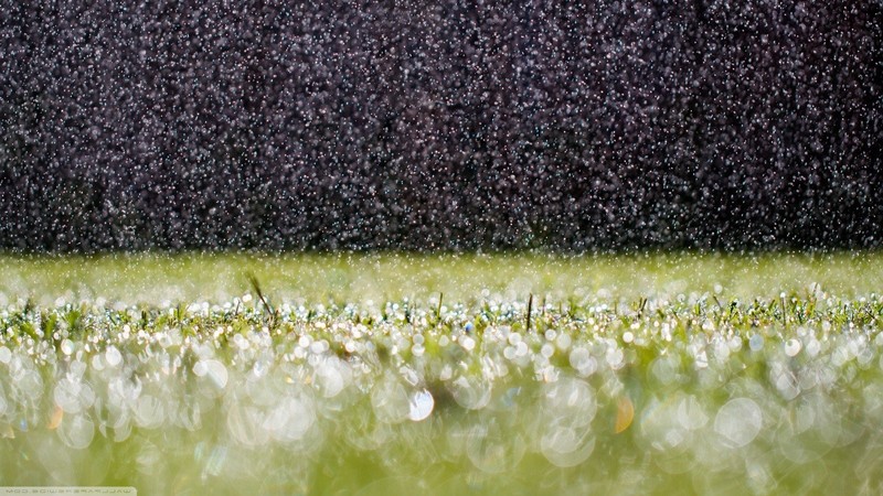 grass, nature, rain, drops