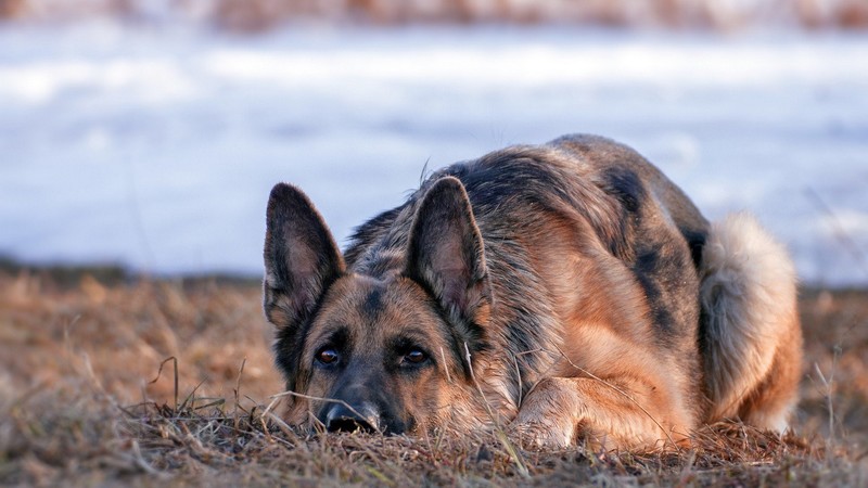 german shepherd, animals, dog