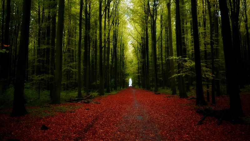 forest, road, trees, nature, 4k