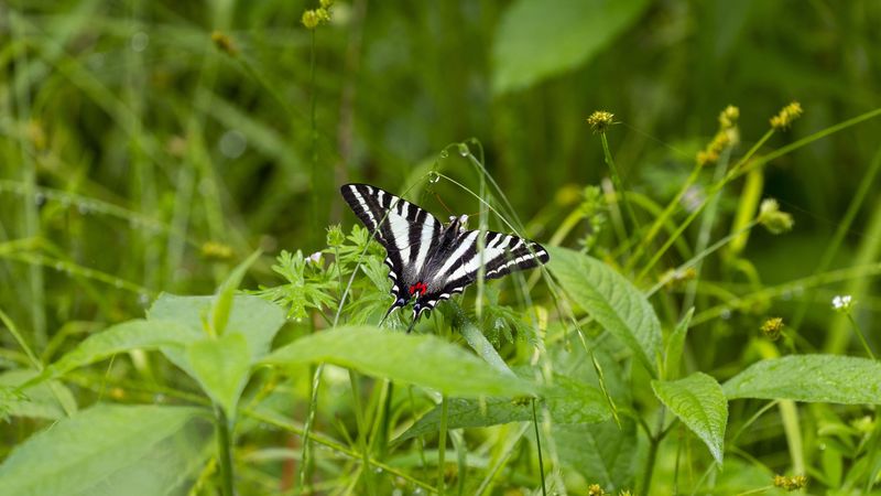 machaon, butterfly, wings, grass, beautiful, 4k