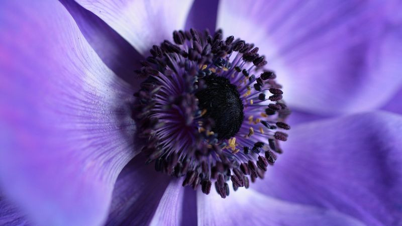 flower, macro, purple, closeup, 4k