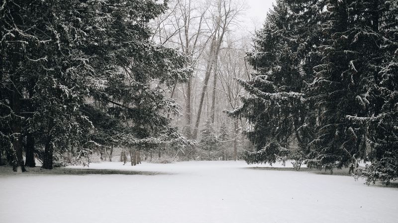 trees, snow, winter, landscape, 4k