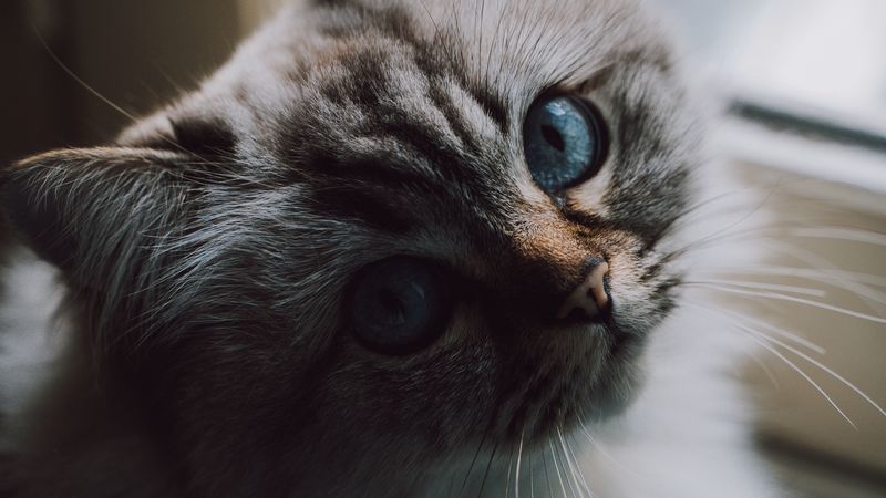 cat, fluffy, pet, glance, 4k