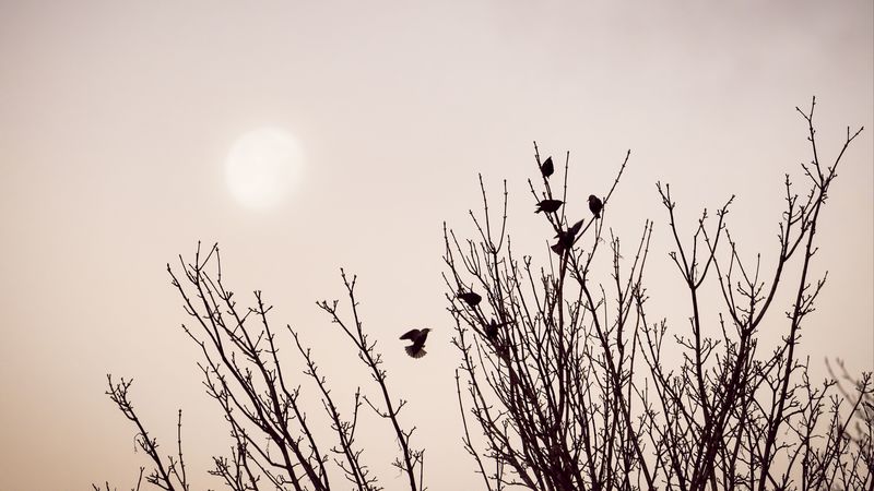 branches, birds, minimalism, 4k