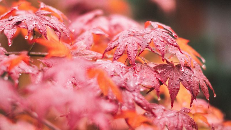 maple, leaves, macro, wet, red, 4k